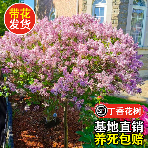 丁香花树四季开花耐寒耐冻
