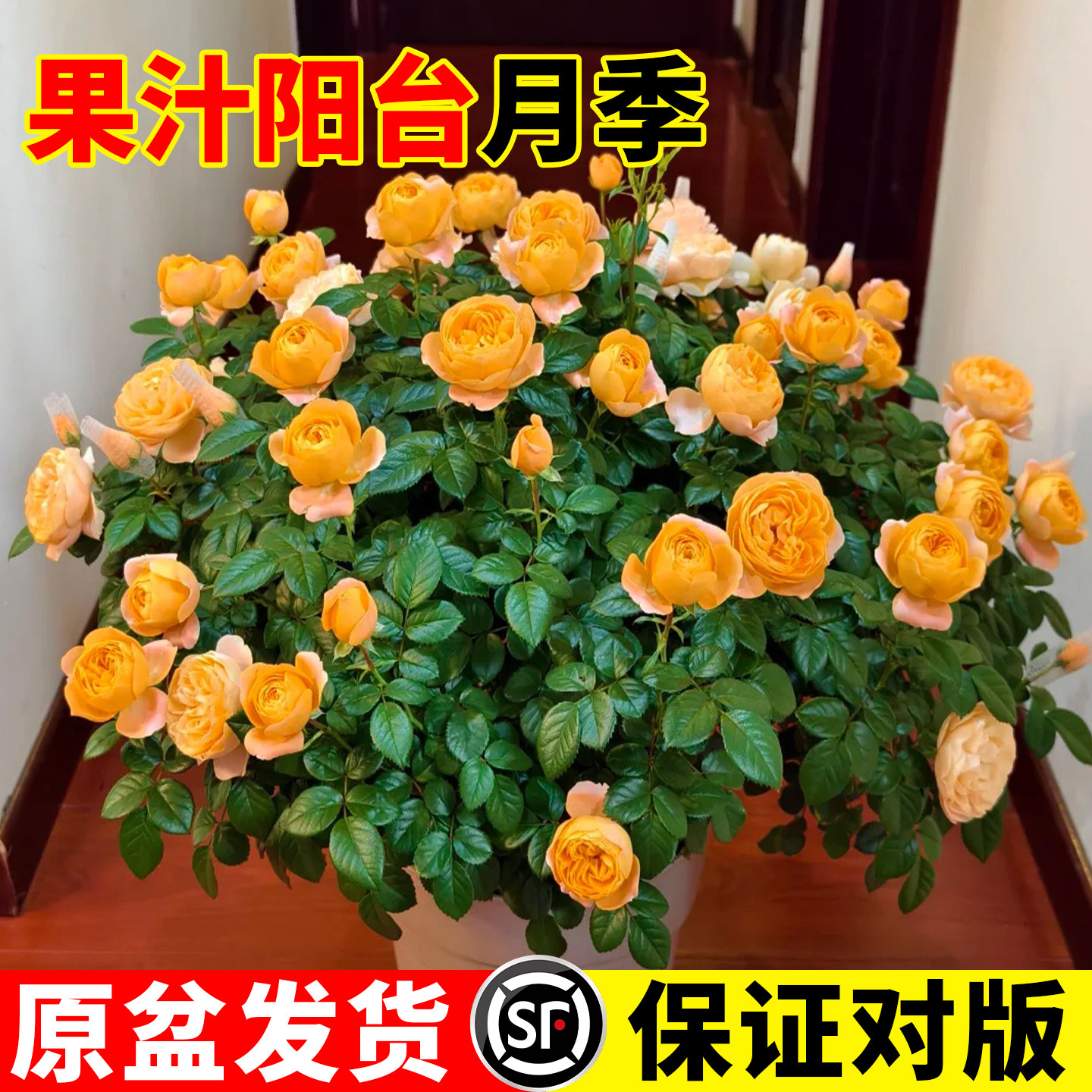 果汁阳台月季花苗带花苞四季浓香开花卉盆栽阳台庭院灌木玫瑰花苗,鲜花速递/花卉仿真/绿植园艺,月季/蔷薇/玫瑰,淘宝优惠券,粉丝福利购,淘宝优惠卷