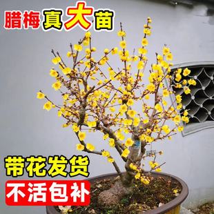 腊梅花树苗盆栽庭院风景树丛生地栽耐寒红梅原生素心腊梅矮化老桩