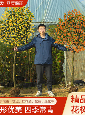 桂花树苗地栽四季常青桂花树金桂丹桂大树苗庭院植物阳台浓香花卉