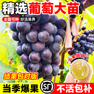 葡萄树苗阳光玫瑰果树苗盆栽夏黑南北方种植巨峰无籽蓝宝石苗老桩