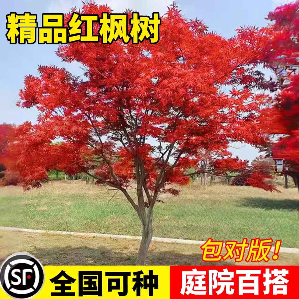 红枫树苗四季红舞姬小苗别墅盆景盆栽庭院耐寒室外红叶工程绿化苗