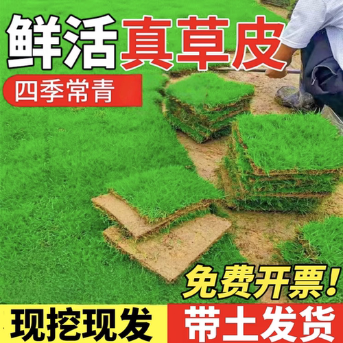 草坪真草皮带土别墅花园庭院绿化植物马尼拉草坪带泥土草皮四季青