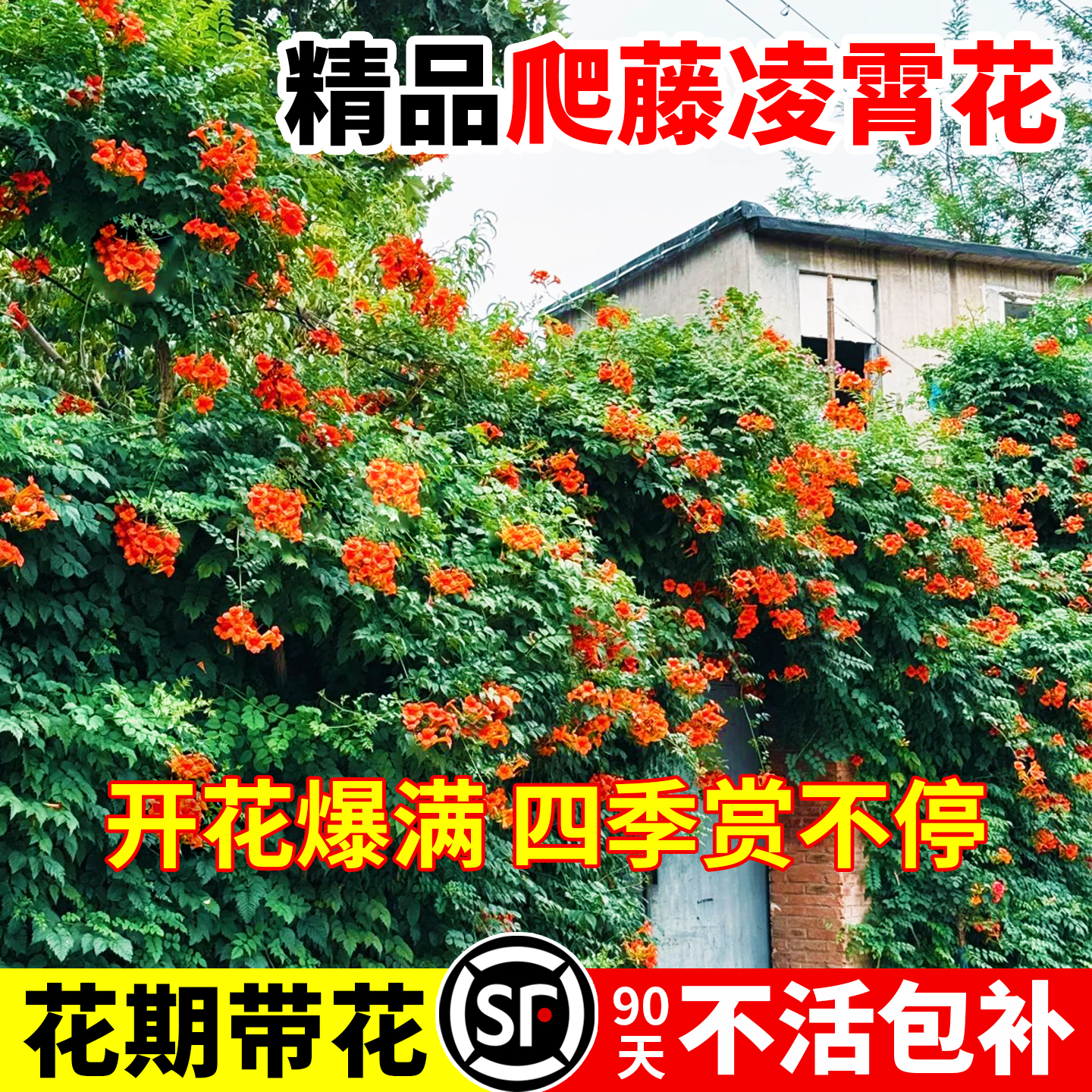 四季凌霄花耐寒老桩大苗爬藤粉