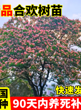 合欢树苗庭院地栽合欢苗绒花树苗芙蓉花树苗花卉盆栽当年开花合欢
