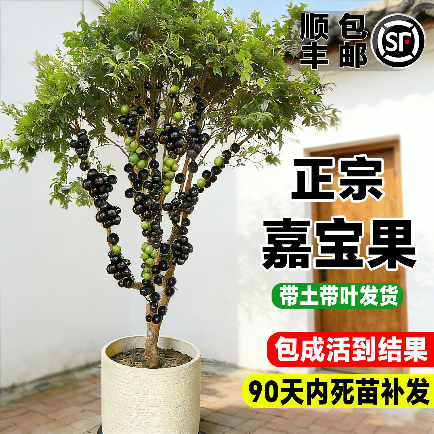 正宗嘉宝果树苗特大嫁接当年结果