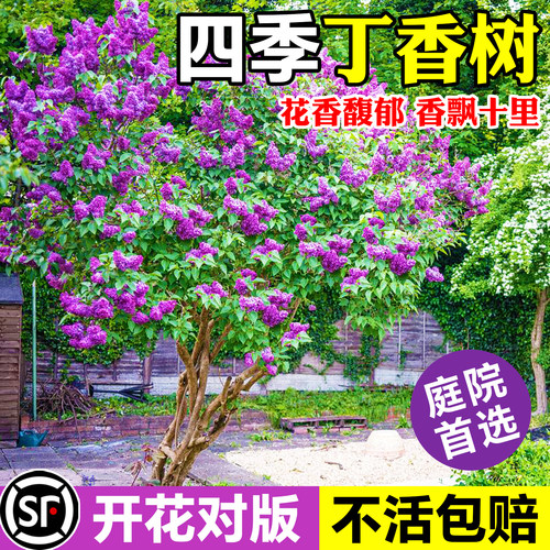 耐寒浓香白紫丁香花苗庭院盆栽
