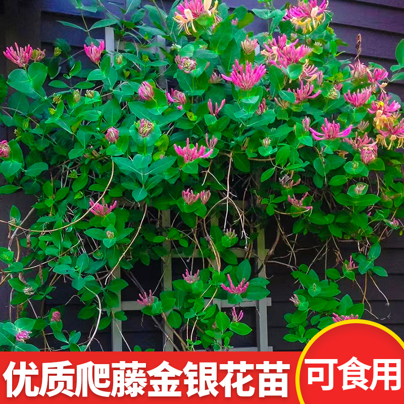 爬藤植物金银花树苗多季开花可食用红黄花卉老桩盆栽地栽庭院