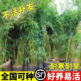 竹子苗庭院室内观赏盆栽毛竹黄金竹罗汉竹紫竹苗青竹带土四季包活