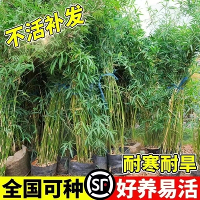竹子苗室内庭院四季常青