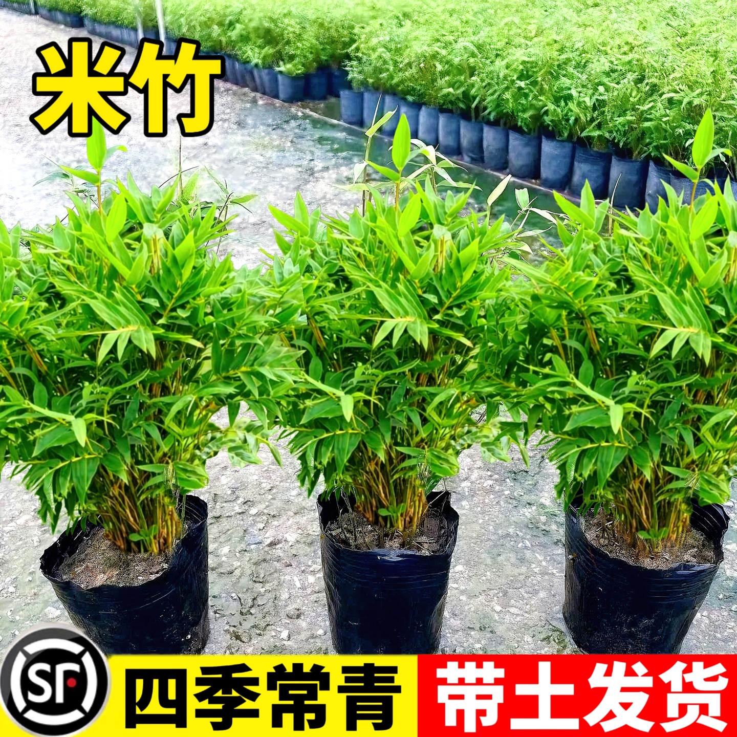 米竹盆栽凤尾竹观音竹微型观赏竹庭院竹子室内阳台小叶米竹苗盆景