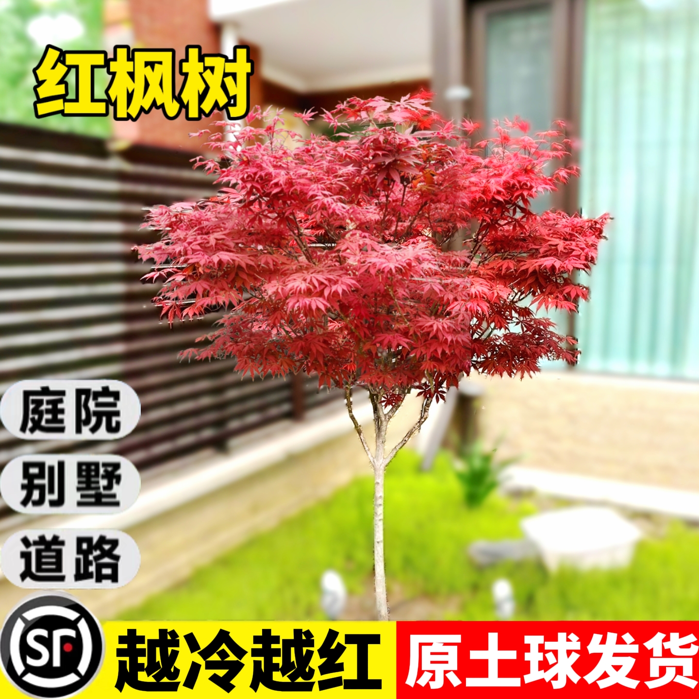 日本红枫树苗四季红舞姬老桩