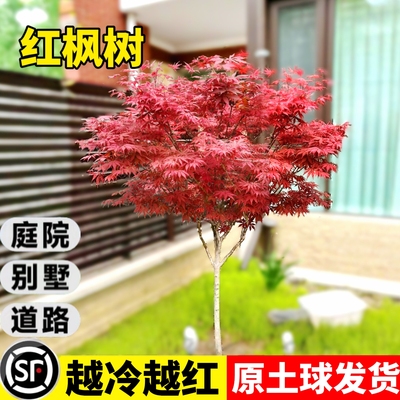 日本红枫树苗四季红舞姬老桩