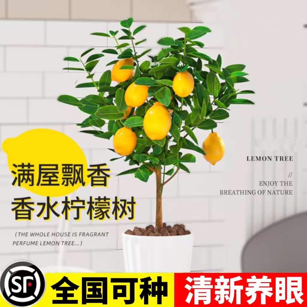 香水柠檬树盆栽苗水果柠檬