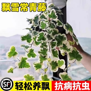 日本雪莹常春藤盆栽阳台垂吊植物人气网红室内观叶盆栽好养常青