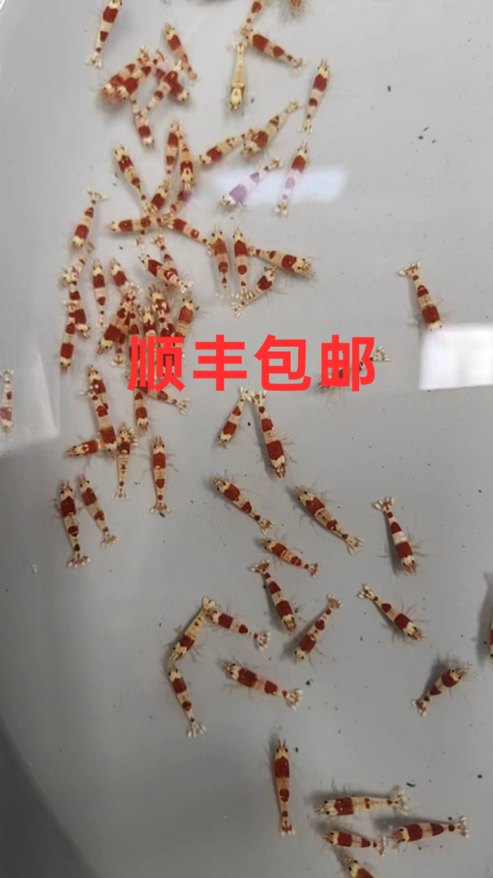 红白水晶虾热带观赏虾活体淡水宠物草缸除藻虾工具虾淡水虾好养活