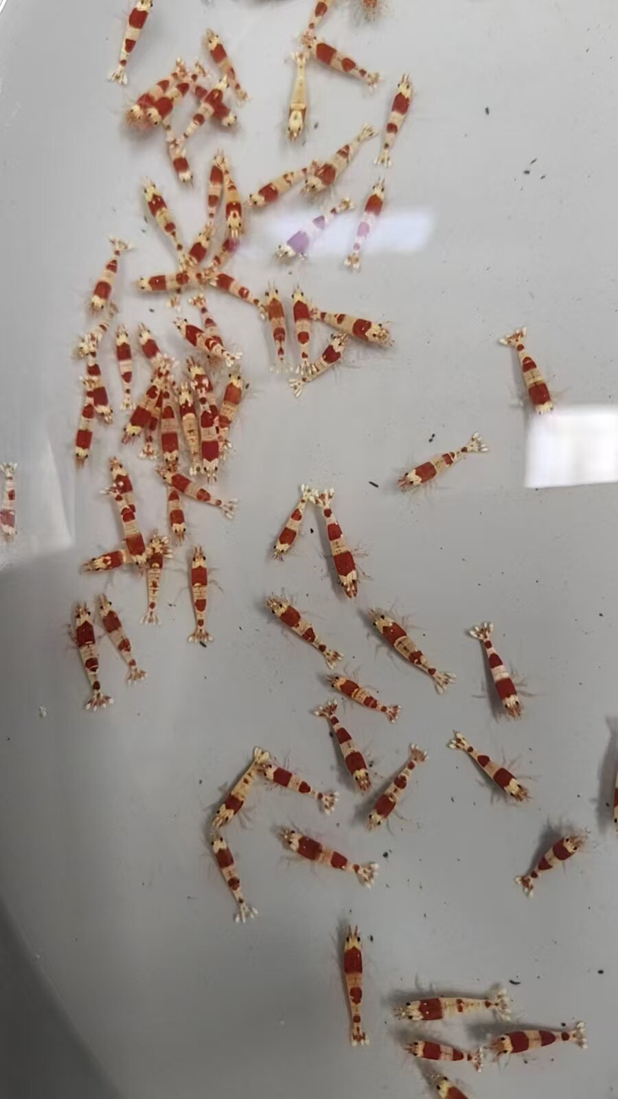 红白水晶虾热带观赏虾活体淡水宠物草缸除藻虾工具虾