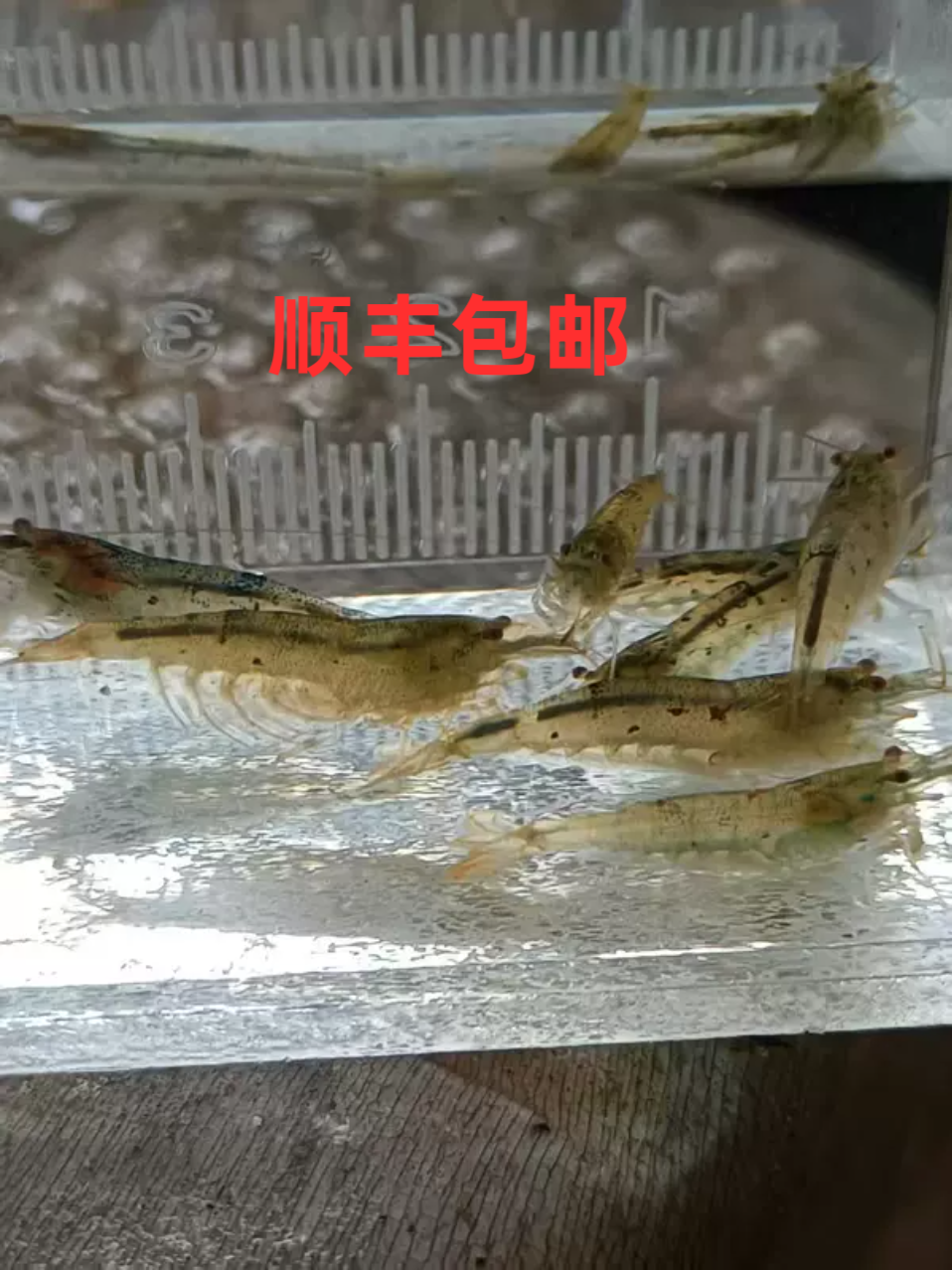国产大河藻虾小缸清洁虾除藻虾观赏虾工具虾草缸水族箱鱼缸造景