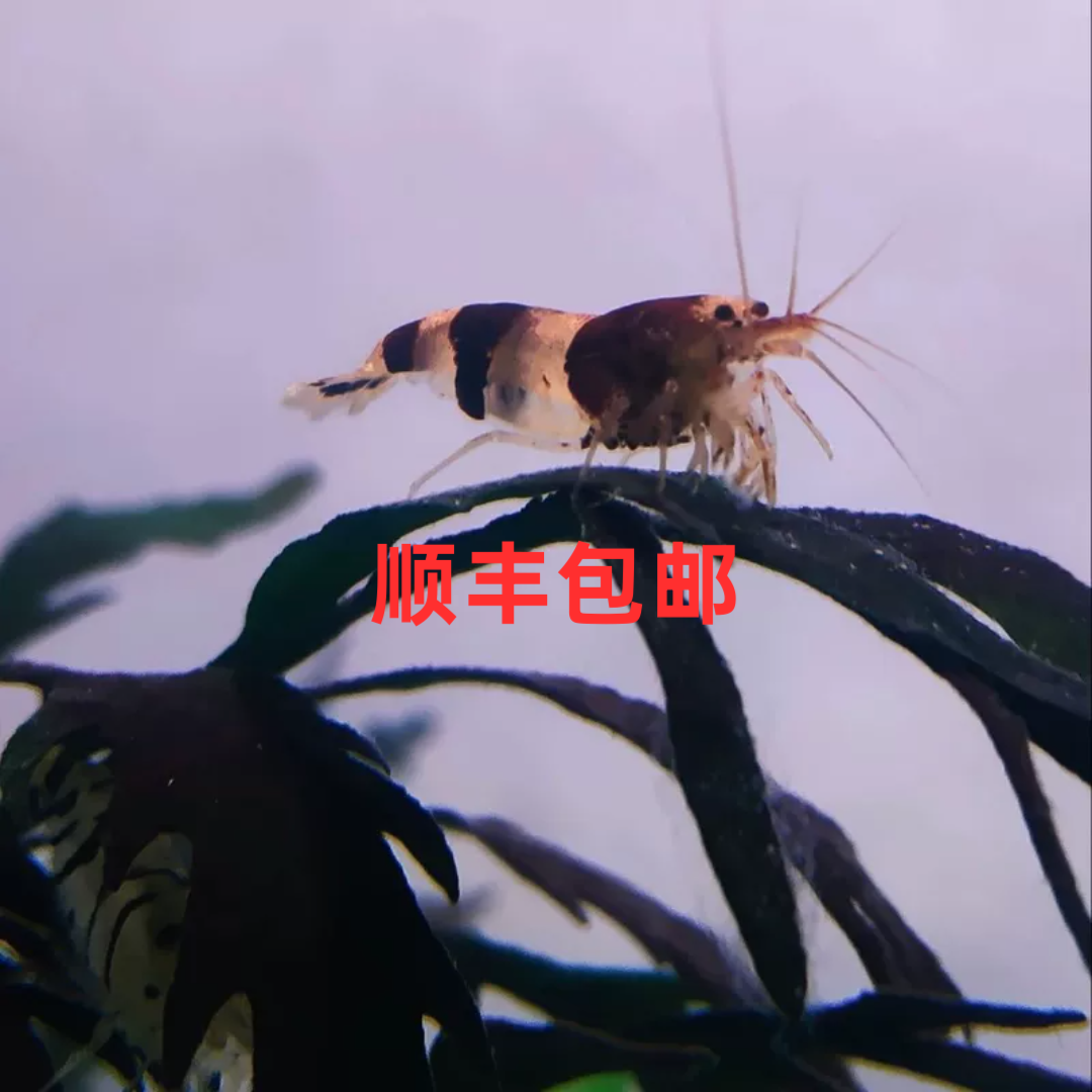 原生虾蜜蜂虾斑节虾原生溪流观赏虾冷水虾鱼缸杂质清洁除藻工具虾