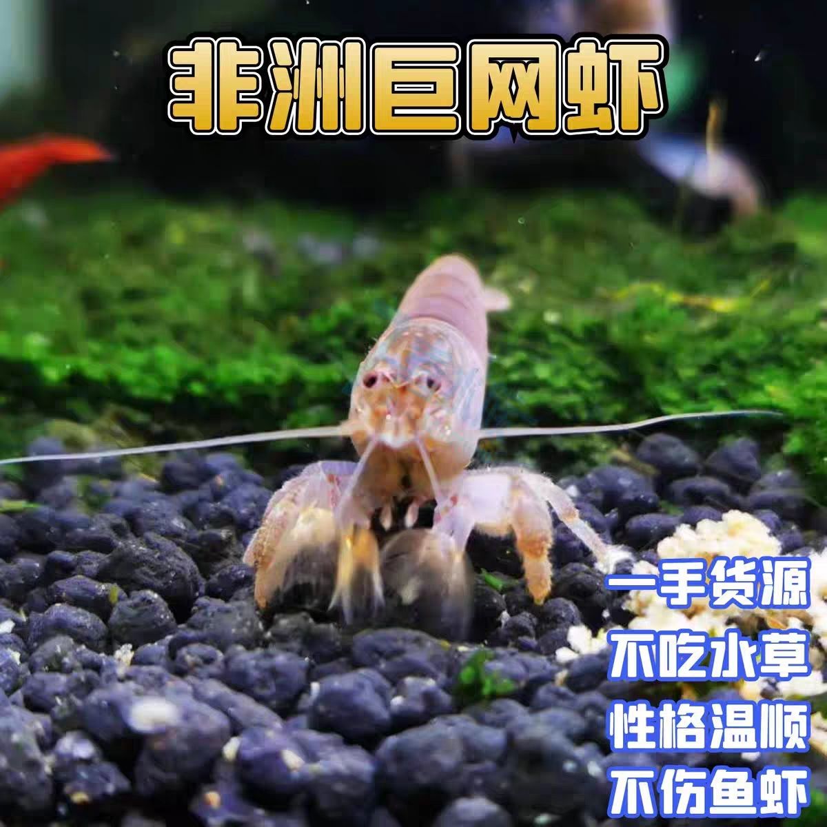 非洲巨型网球虾非洲巨网虾淡水观赏虾清洁工具虾木纹网球虾