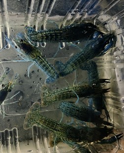 龙纹虾活体 单性繁殖 淡水观赏虾 宠物虾 螯虾 路上损耗包邮 包赔