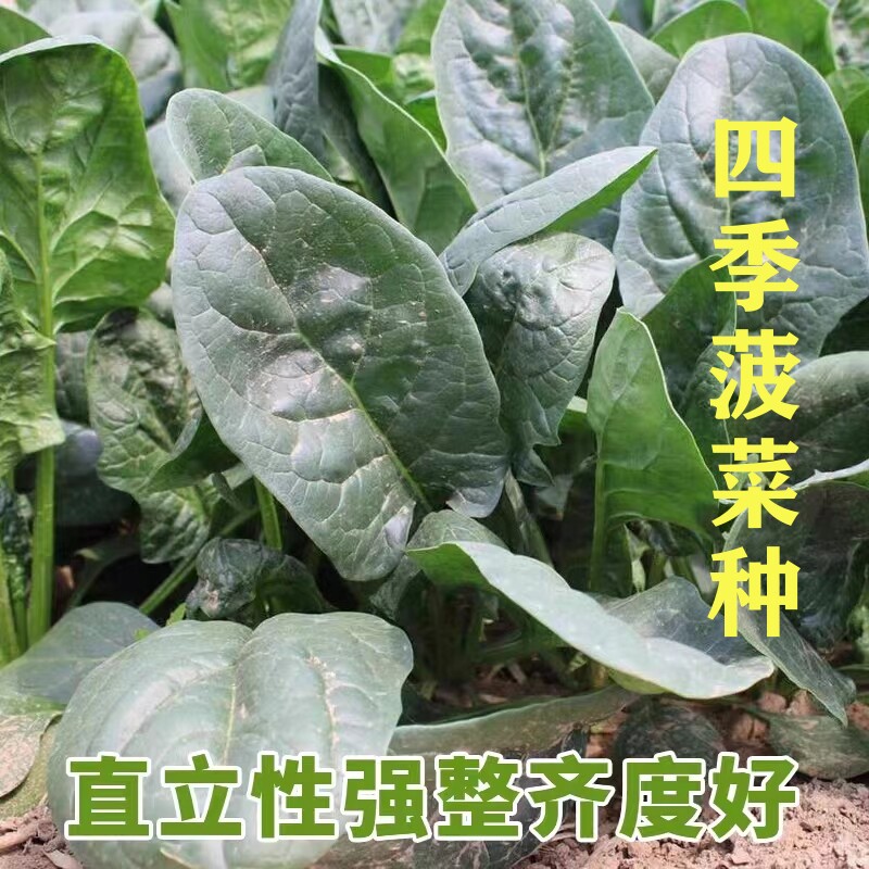 菠菜种子欧贝欧硕中早熟耐热抗病长速快叶厚蔬菜种籽包邮