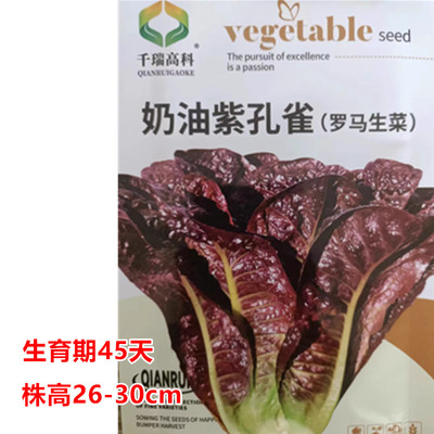 奶油紫孔雀菜种子耐热早熟