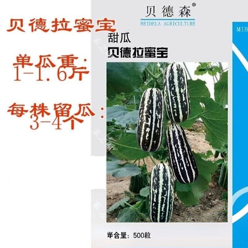 博洋9九号甜瓜种早熟脆甜