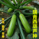 包邮 抗病毒油绿高产耐寒抗病 角瓜种籽 瑞青西葫芦种子
