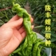 大果螺丝椒种子高产香辣长辣椒大果尖椒适应性广抗病蔬菜种籽