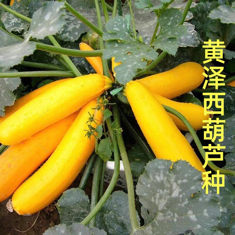 黄泽西葫芦种子口感好