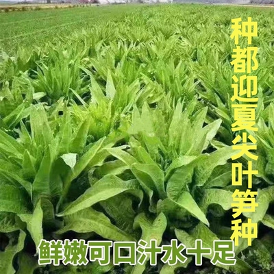 迎夏尖叶笋种子抗病耐热