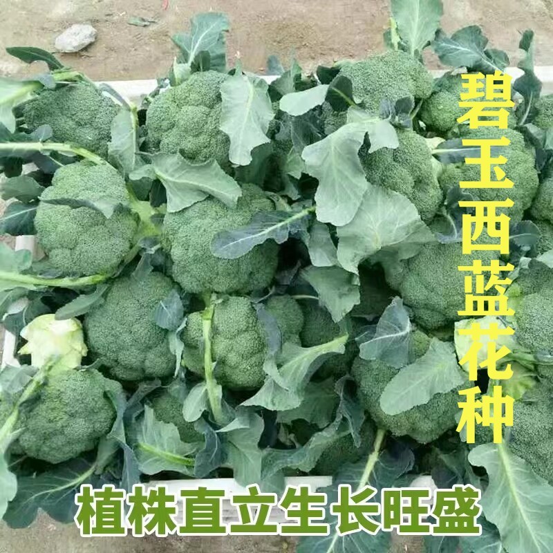 碧玉西蓝花种早熟蔬菜种子图片