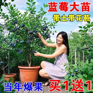 蓝梅树树苗 蓝莓树果苗l25盆栽特大号f6蓝莓苗南方北方种植奥尼尔