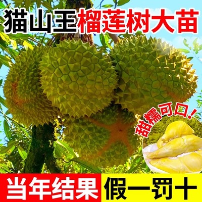金枕榴莲树果苗南北方种植