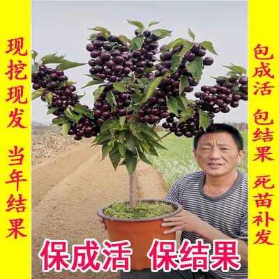 正宗车厘子树苗特大樱桃嫁