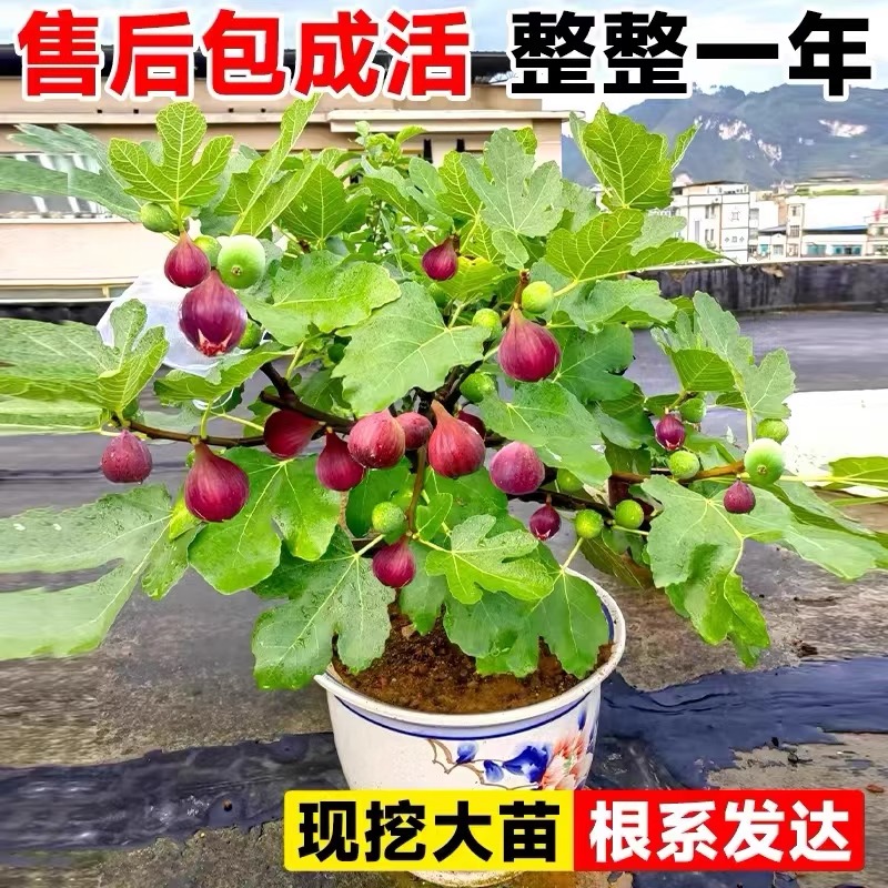 无花果树果苗特大盆栽波姬红
