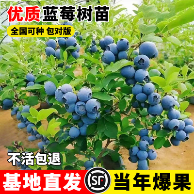 蓝莓树果苗包对版苗死补发易活