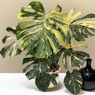 洒金龟背竹白龟黄龟热带锦化植物网红花卉客厅大堂绿植进口盆栽花