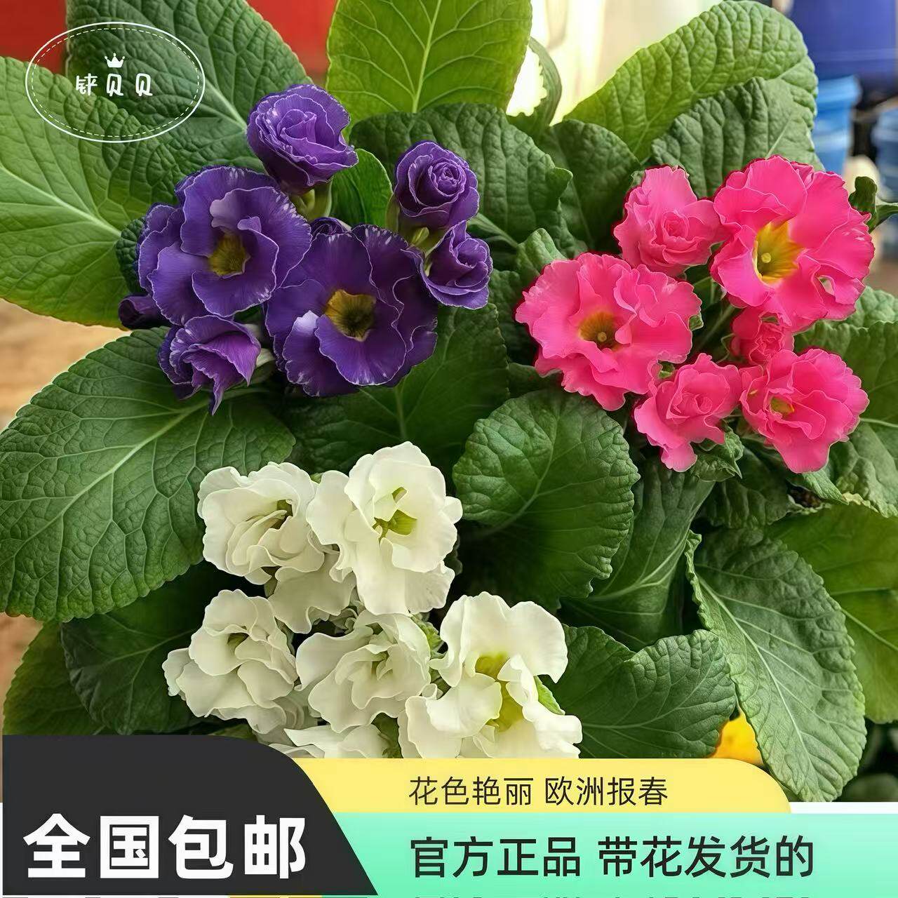 玫瑰报春盆栽时令草本花卉室内花卉植物阳台花卉多彩绿植花卉植物
