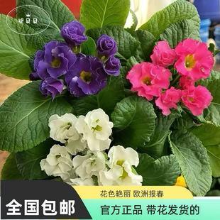 玫瑰报春盆栽时令草本花卉室内花卉植物阳台花卉多彩绿植花卉植物