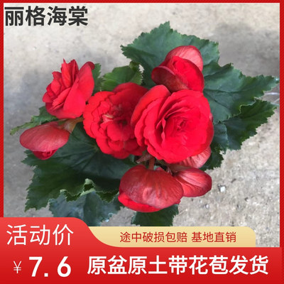 丽格海棠花卉盆栽室内植物带花