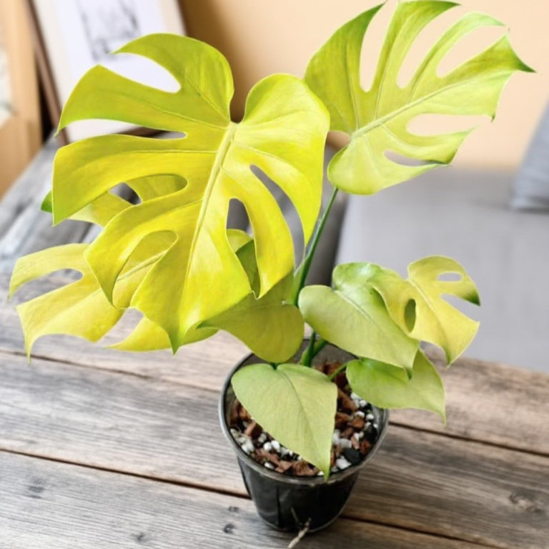 黄黄黄龟短黄龟锦化龟背竹热带植物热植盆栽白龟绿植网红进口花卉