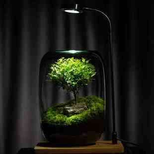 苔藓微景观摆件桌面生态缸盆景办公室生态瓶植物盆栽 生命之树