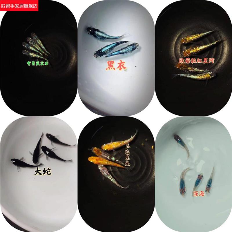 猫s鱂鱼 观背鱂青鱼冷水鱼稻你田鱼迷锦鲤鱼实好养gfw不过滤不加