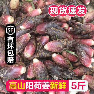 當(dāng)季 現(xiàn)貨陽荷姜新鮮現(xiàn)挖3斤裝 時令特產(chǎn)蔬菜野菜洋和茗荷洋荷姜5斤