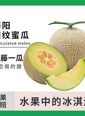 山东海阳网纹蜜瓜2枚大果