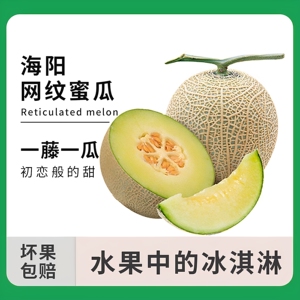 山东海阳网纹蜜瓜2枚大果