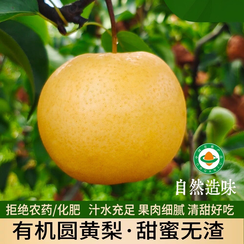 河南有机圆黄梨脆甜多汁当季鲜果