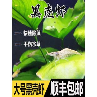 费 无包装 包邮 黑壳虾水草除藻虾观赏虾清洁虾活体虾宠物虾秀丽白虾